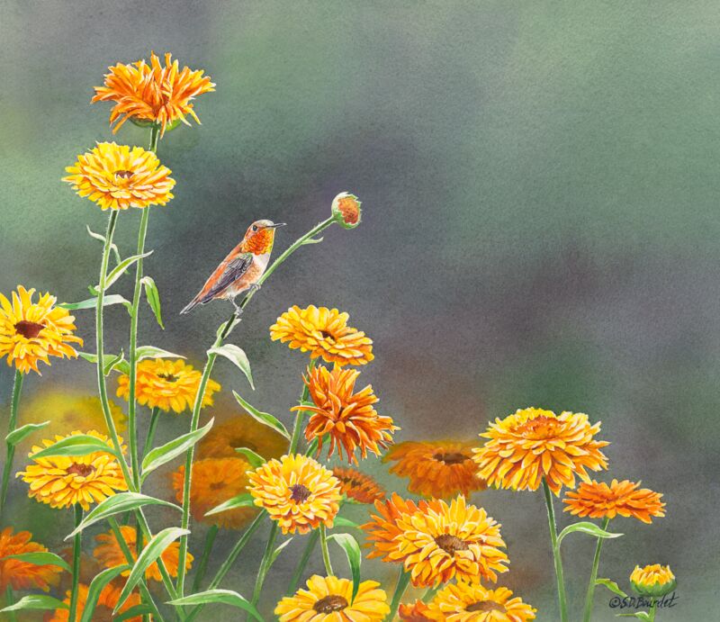 Little Firebird—Allen's Hummingbird & Calenel by Susan Bourdet