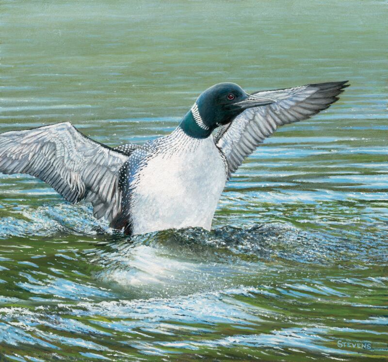 Look At Me! Look At Me!—Loon by Gene Stevens