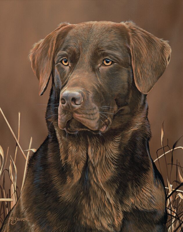 Loyal Companion—Chocolate Lab by Scot Storm