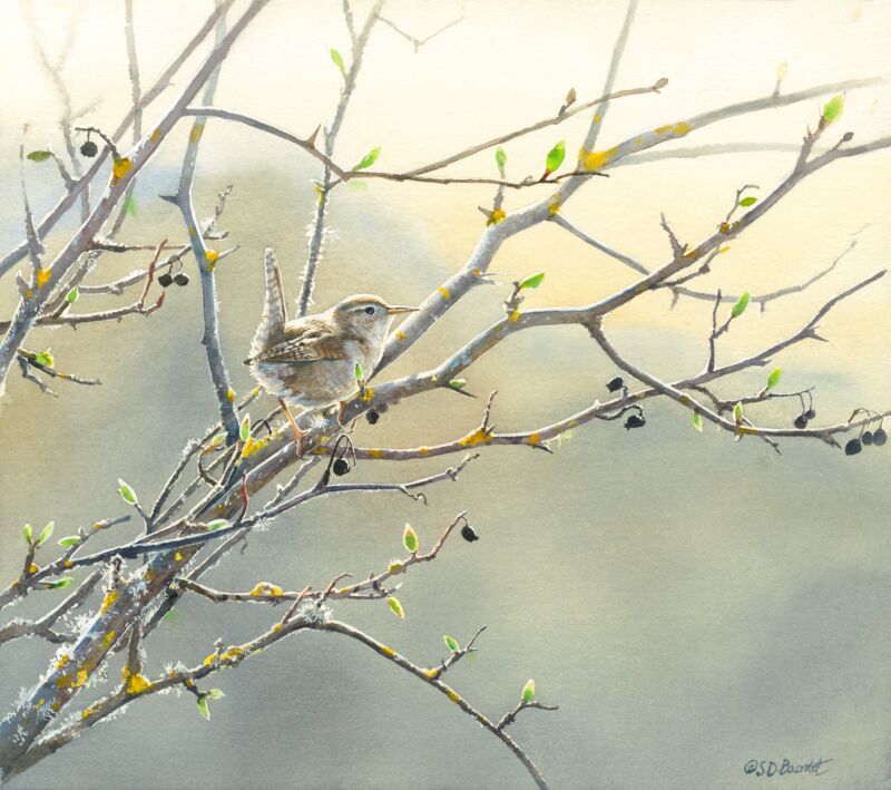 Marsh Wren—Morning Mist