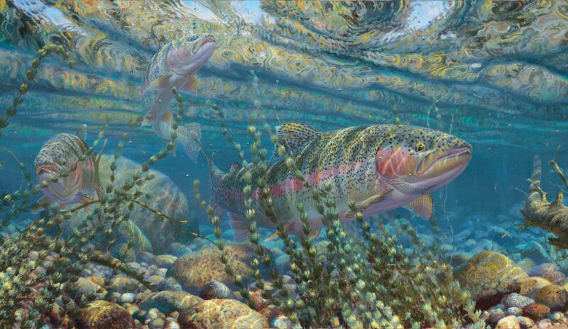 Matching the Hatch—Rainbow Trout