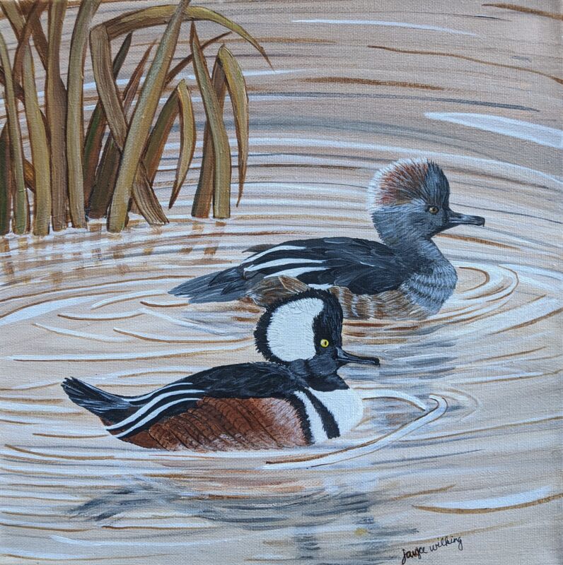 Merganser Hooded Swimming by Joyce Wilking