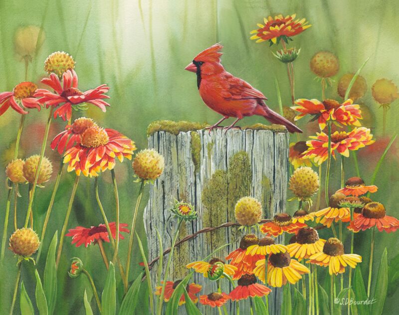 Midsummer Meadow—Cardinal by Susan Bourdet