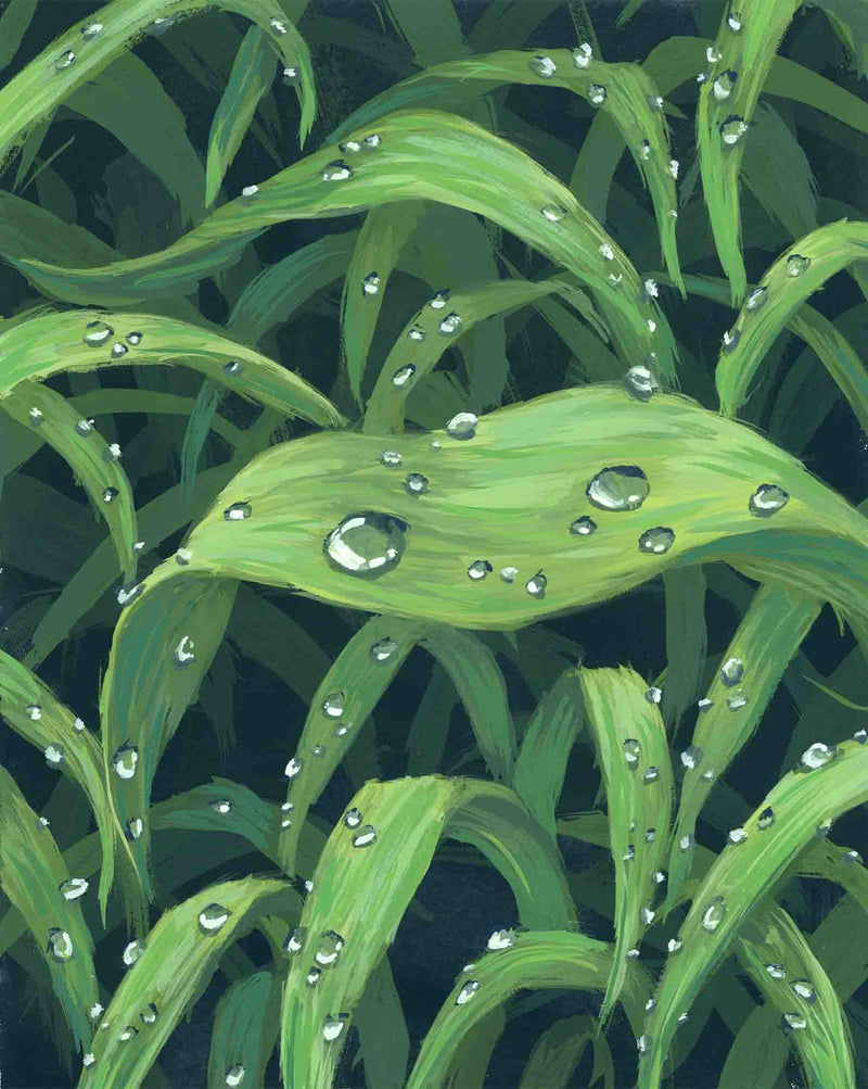 Morning Dew
