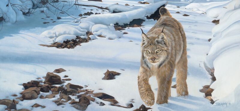 Morning Stroll-Canadian Lynx