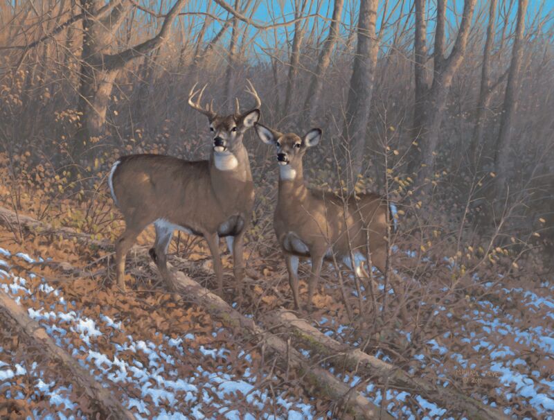 Morning Sun - Whitetail Deer