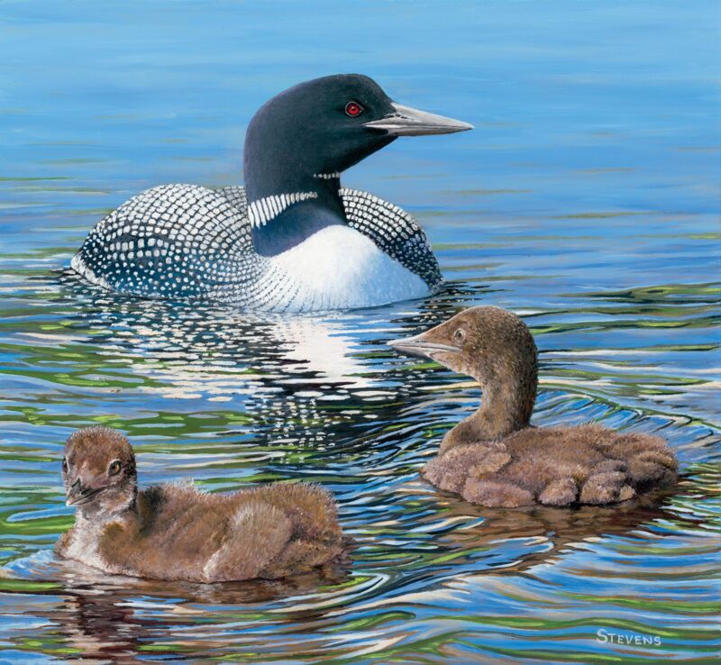 Mother Knows Best—Loons by Gene Stevens