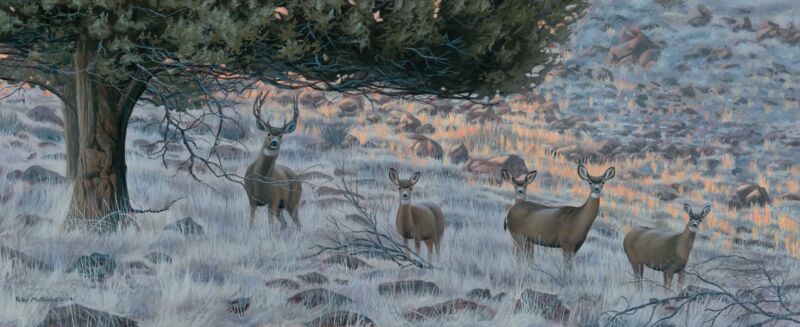 Mulies—Mule Deer