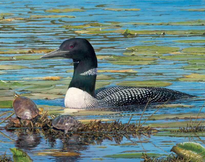Neighbors on the Lake—Loon by Gene Stevens