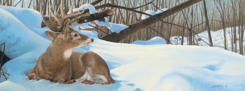 Next Door Neighbors-Whitetail Deer and Turkeys