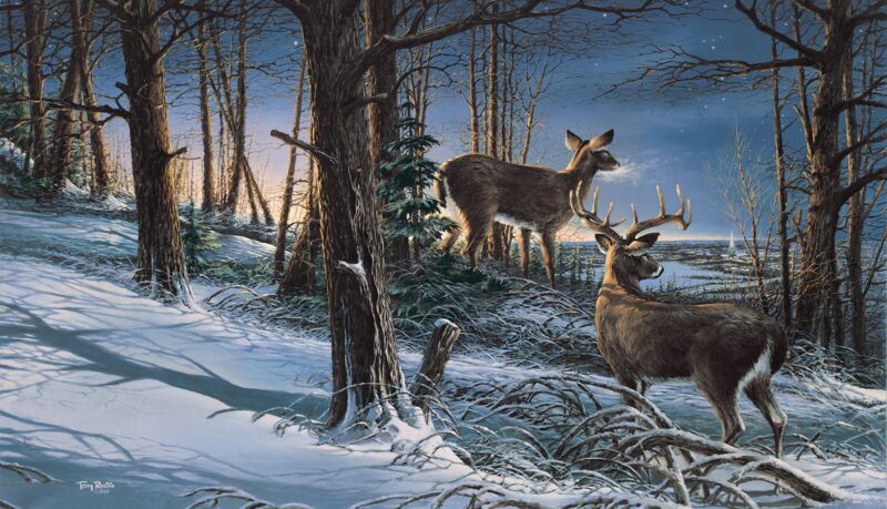 Night Watch—Whitetail Deer