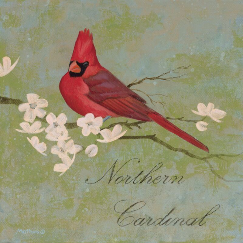 Northern Cardinal