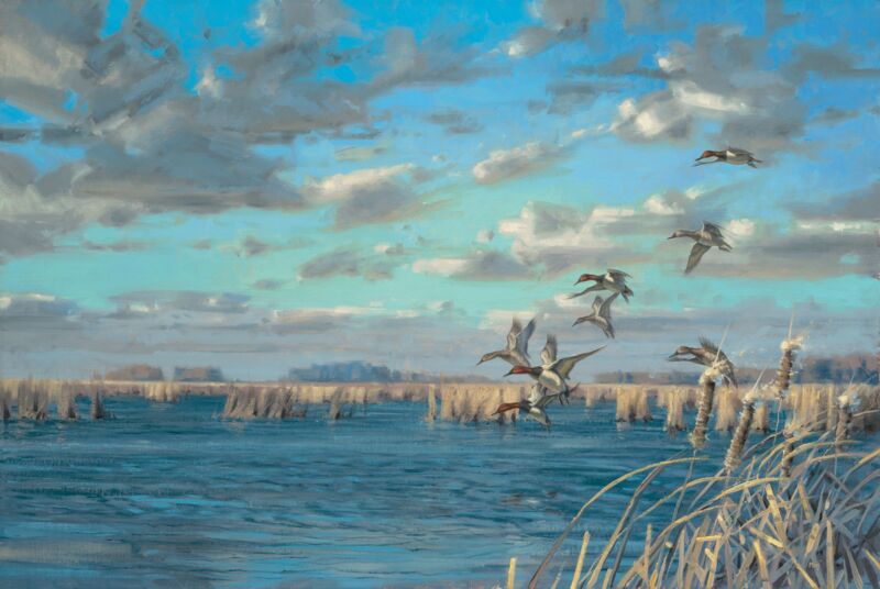 Northwest Wind—Canvasbacks