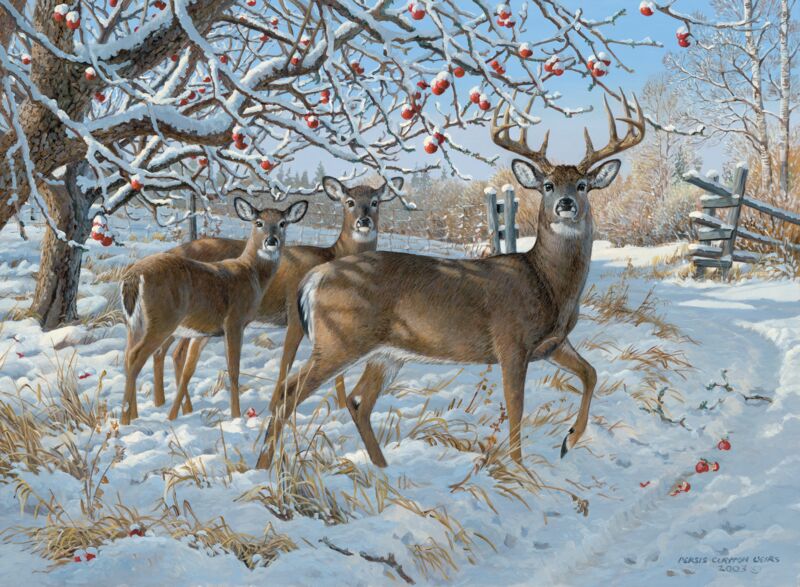 November Snowfall-Whitetail Deer