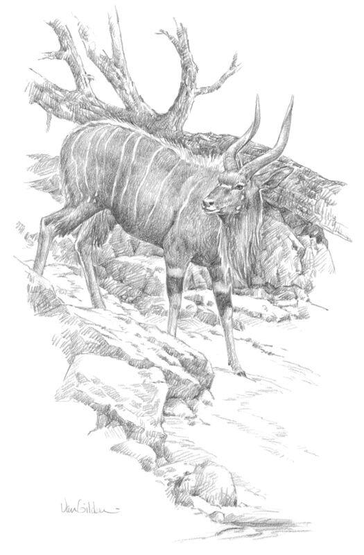 Nyala