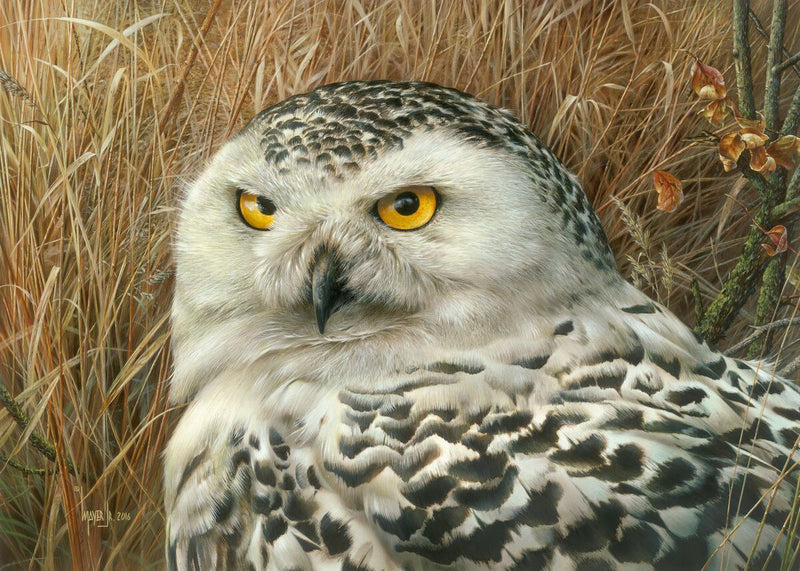 Optical Surveillance