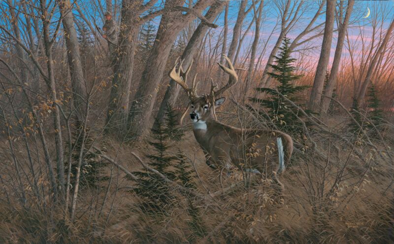 Old Mossy Horns - Whitetail Deer