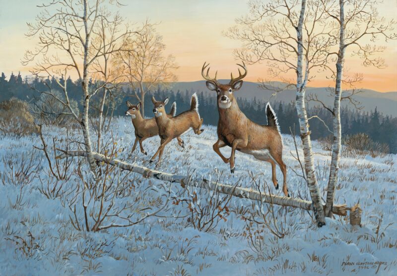 On the Move II—Whitetail Deer