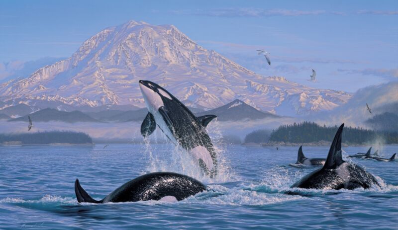 On the Pacific Rim—Orcas