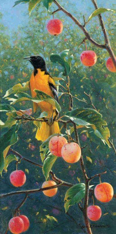 Oriole in the Orchard