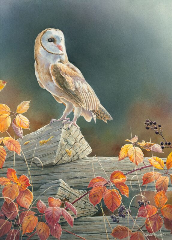 Out of the Shadows—Barn Owl