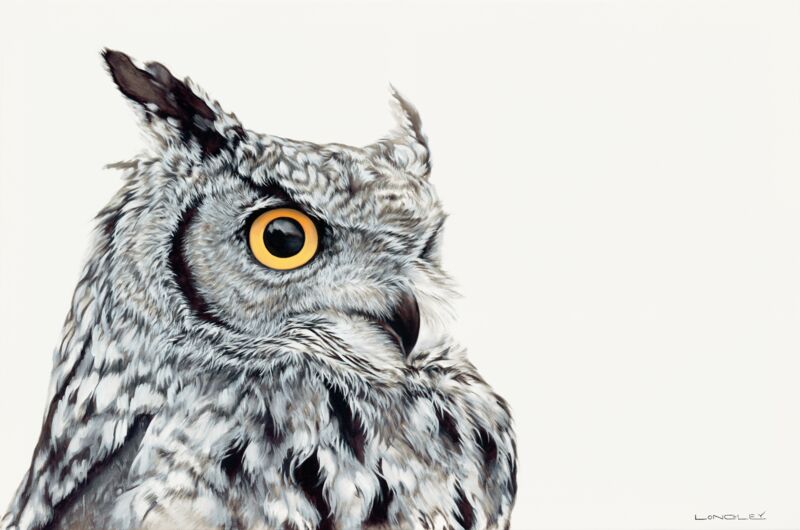 Great Horned Owl—White