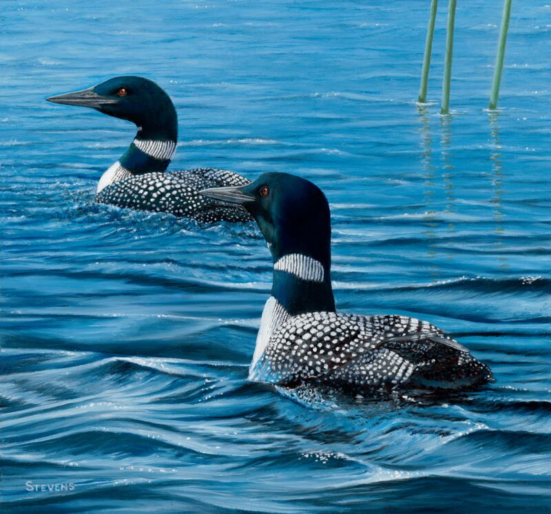 Paddling Out—Loons