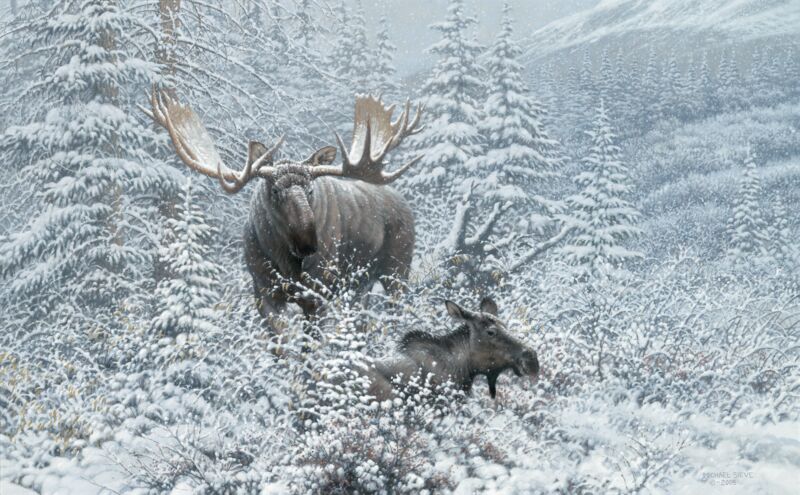 Patient Suitor—Moose