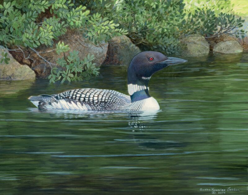 Pea Porridge Pond—Loon