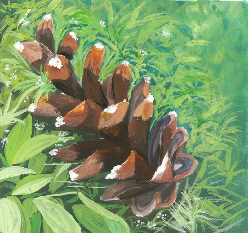 Pine Cone