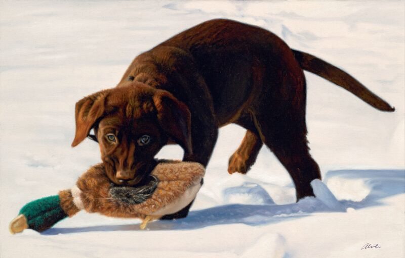Pounce—Chocolate Lab
