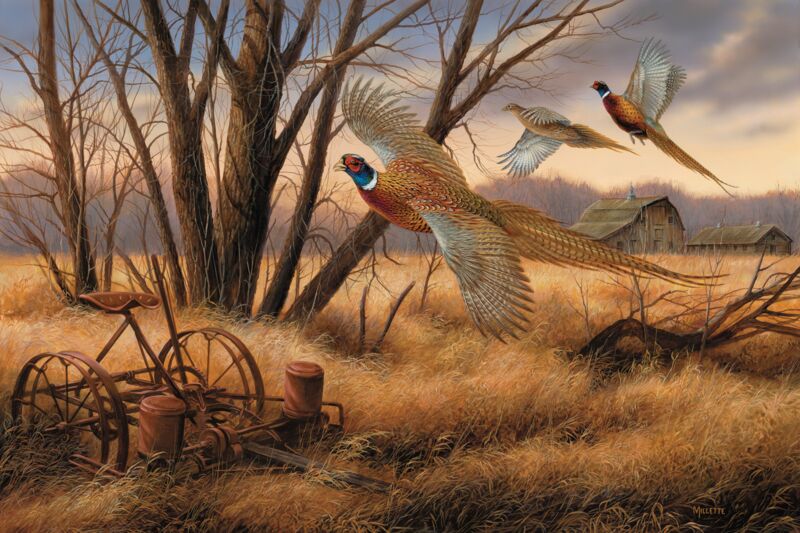 Prairie Wings-Pheasants