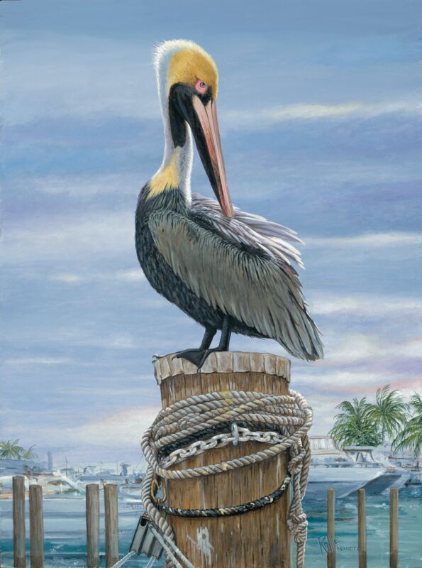 Preening—Brown Pelican