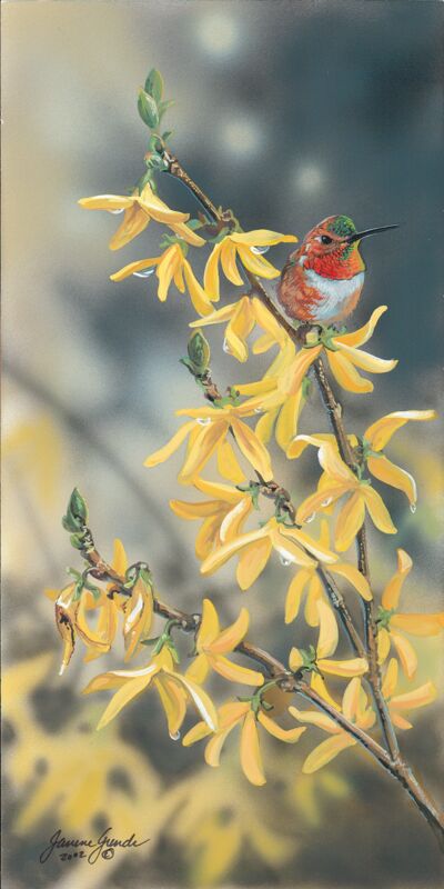 Rain Drops Keep Falling-Hummingbird