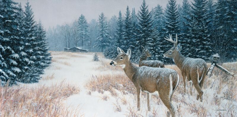 Reading the Signs-Whitetail Deer