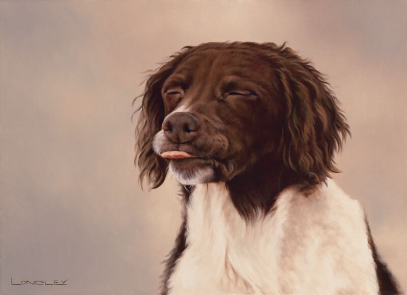 Red Raspberry—Springer Spaniel