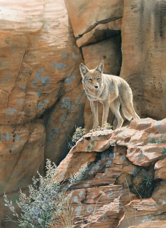 Red Rock Canyon—Coyote