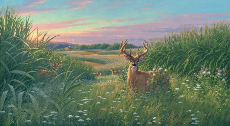 Red Velvet—Whitetail Deer