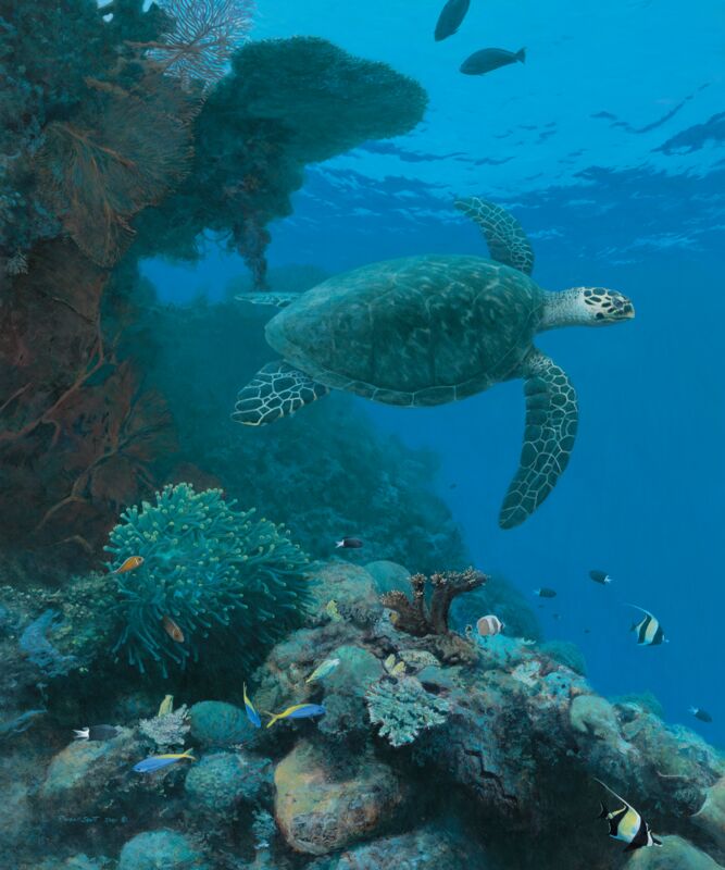 Reef Sentinel - Hawk Sea Turtle