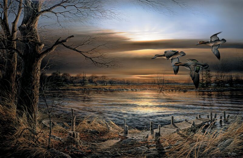 Reflections—Green—winged Teal