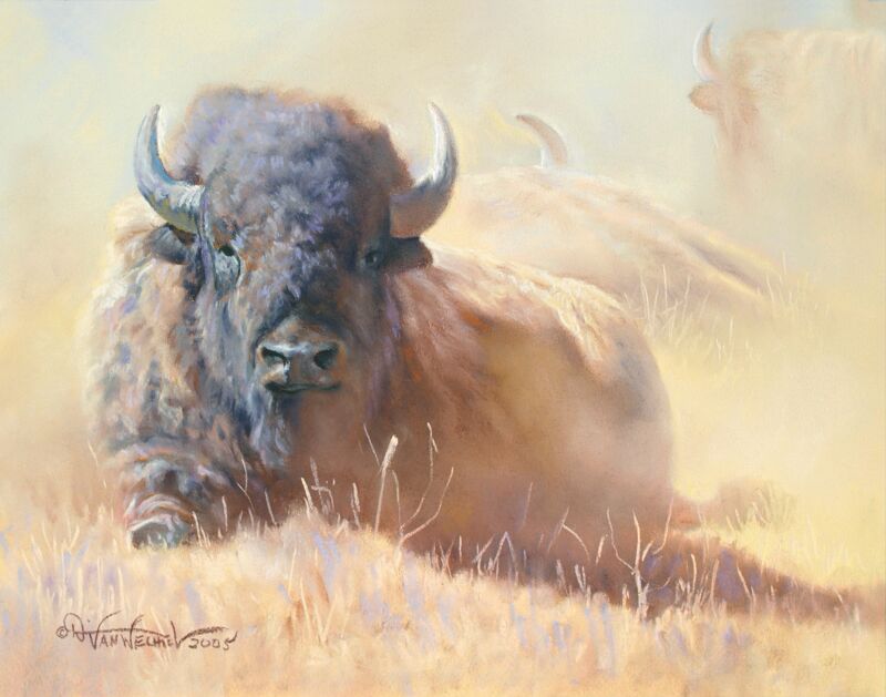 Resting Bull—Bison