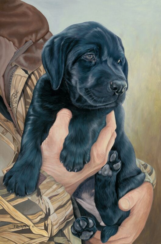Right Choice—Black Lab Puppy