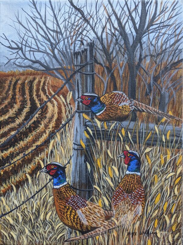 Ring Necked Pheasants in Field