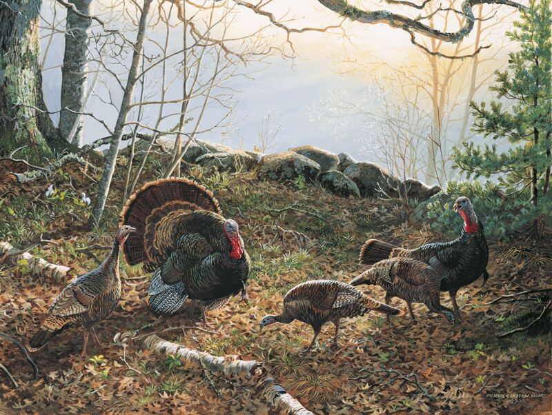Rites of Spring—Turkeys