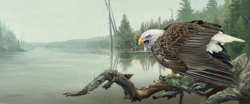 River Watcher—Bald Eagle