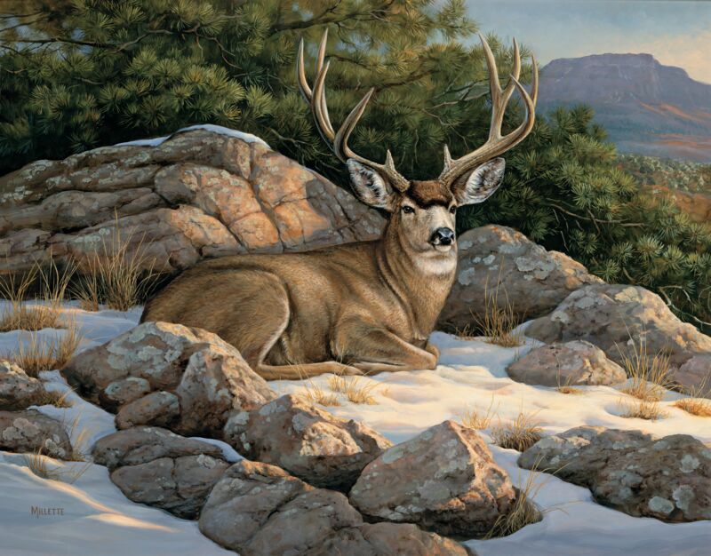 Rocky Outcrop—Mule Deer