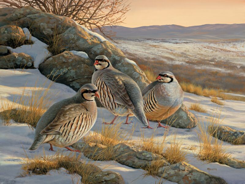 Rocky Ridge—Chukar