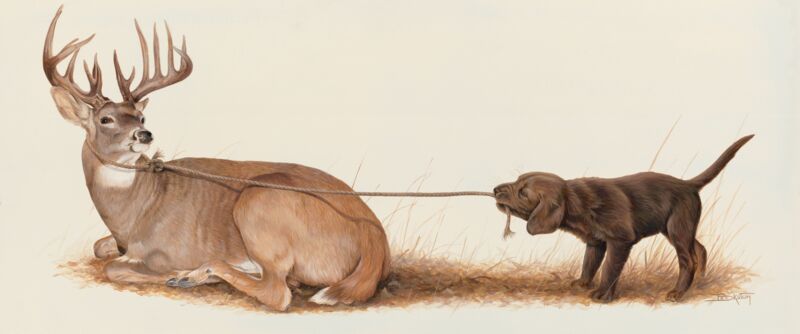Rope A Dope-Whitetail Deer and Lab
