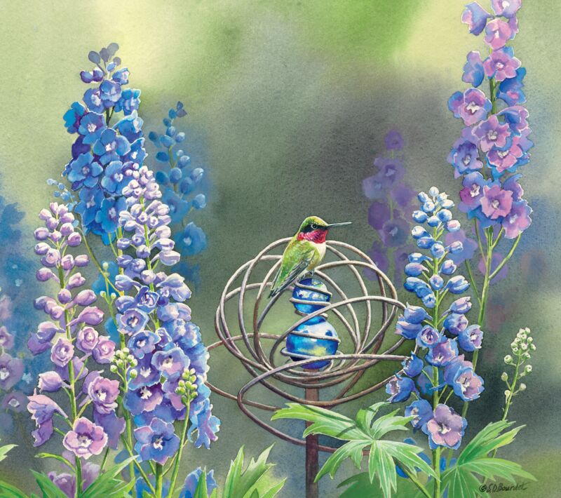Ruby-throated Hummingbird in Delphinium