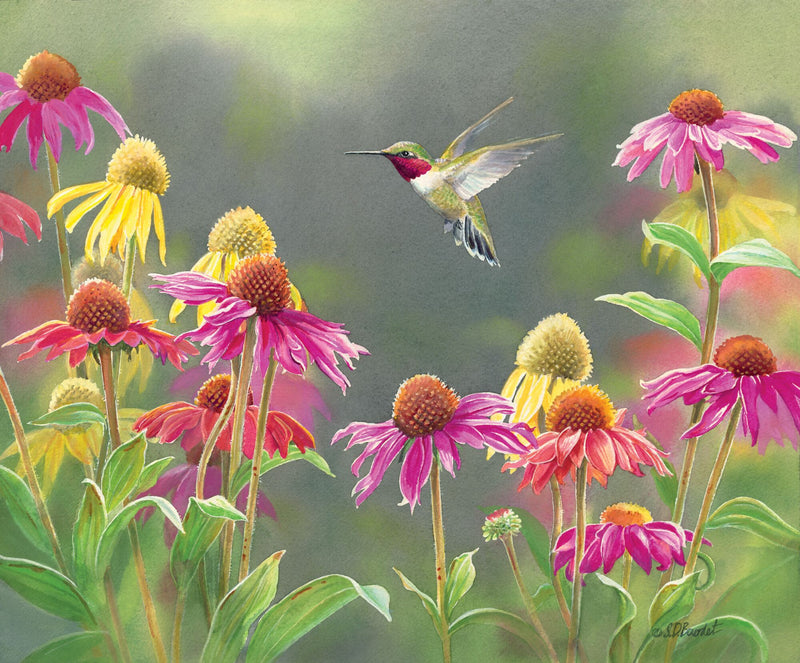 Ruby in Echinacea by Susan Bourdet